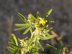 Melilotus sulcatus