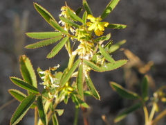Melilotus sulcatus