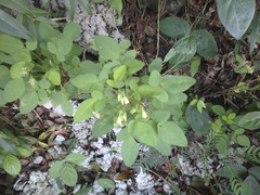 Oxalis frutescens