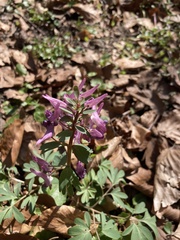 Corydalis solida