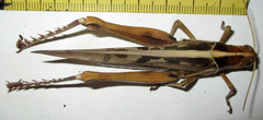 Acanthacris