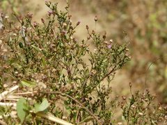 Blumea obliqua