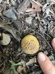 Scleroderma flavidum macrosporum