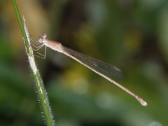 Indolestes insularis