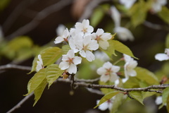 Prunus leveilleana