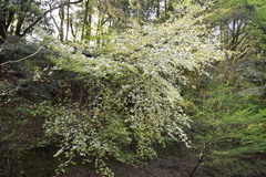 Prunus leveilleana