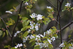 Prunus leveilleana