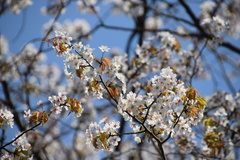 Prunus leveilleana
