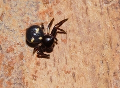 Pactactes trimaculatus