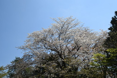 Prunus leveilleana