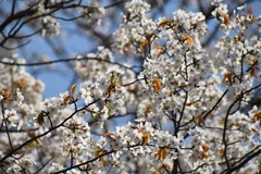 Prunus leveilleana