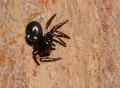 Pactactes trimaculatus