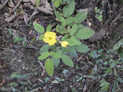 Oxalis frutescens