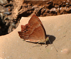 Abisara bifasciata suffusa