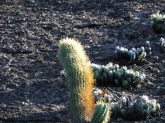 Coleocephalocereus fluminensis