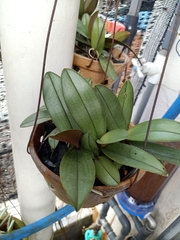 Phalaenopsis stuartiana