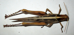 Acanthacris