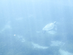 Chelonia mydas