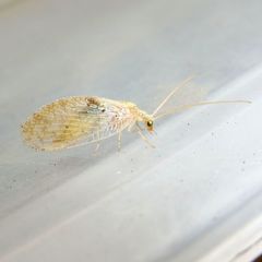 Hemerobius lutescens