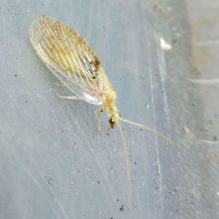 Hemerobius lutescens