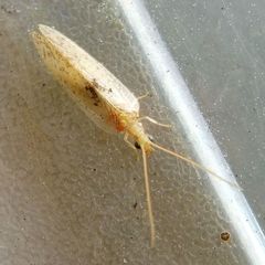 Hemerobius lutescens