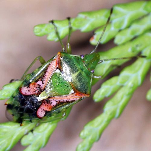 Photo of Juniper Shield Bug (Cyphostethus tristriatus)