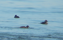 Melanitta stejnegeri