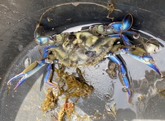 Callinectes pallidus