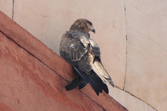 Milvus migrans govinda