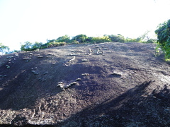 Coleocephalocereus fluminensis