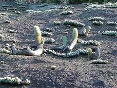 Coleocephalocereus fluminensis