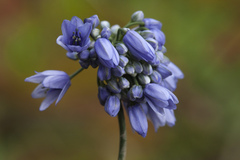 Allium sikkimense