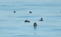 Melanitta stejnegeri