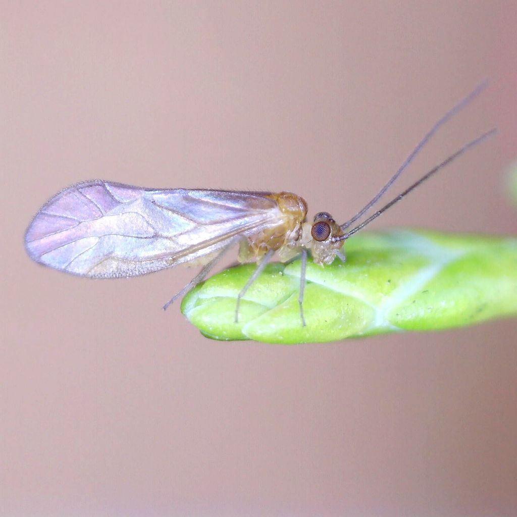 Valenzuela burmeisteri