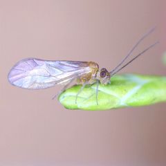 Valenzuela burmeisteri