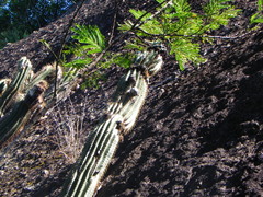 Coleocephalocereus fluminensis