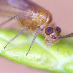 Valenzuela burmeisteri