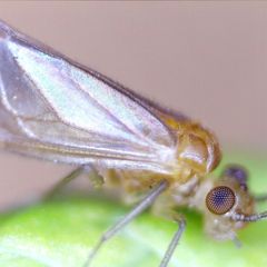 Valenzuela burmeisteri