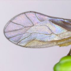 Valenzuela burmeisteri