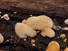 Gloeoporus phlebophorus