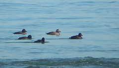 Melanitta stejnegeri