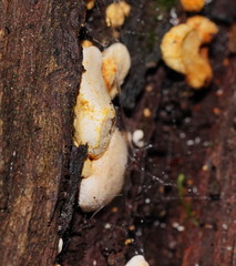 Gloeoporus phlebophorus