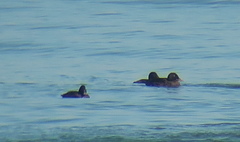 Melanitta stejnegeri