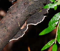 Datronia brunneoleuca