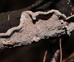 Datronia brunneoleuca