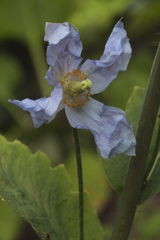 Meconopsis betonicifolia