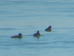 Melanitta stejnegeri