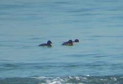 Melanitta stejnegeri