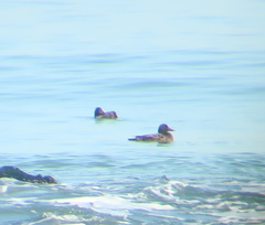 Melanitta stejnegeri