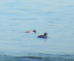 Melanitta stejnegeri